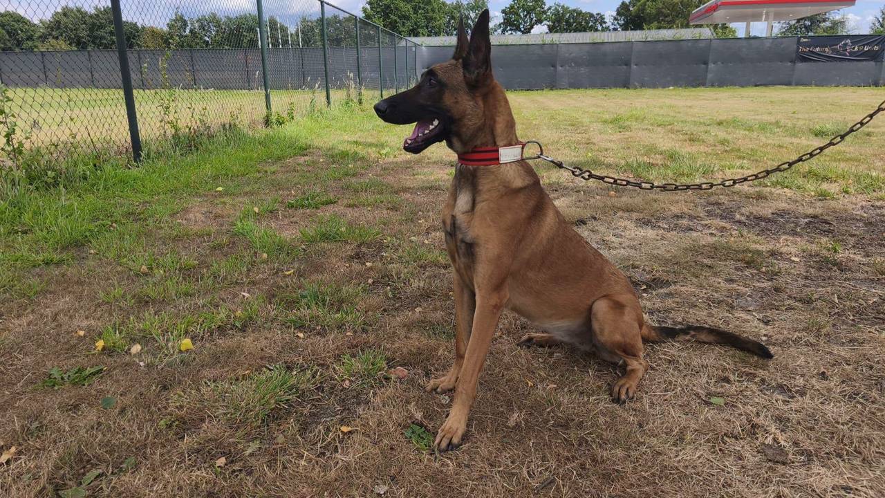 Danielle is op zoek naar haar hond Rebel die gestolen zou zijn (foto: prive). 