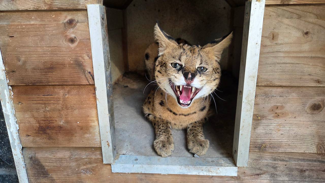 Serval Django gevangen in tuin van Gemma: ‘Hij rook al maanden mijn kippen’