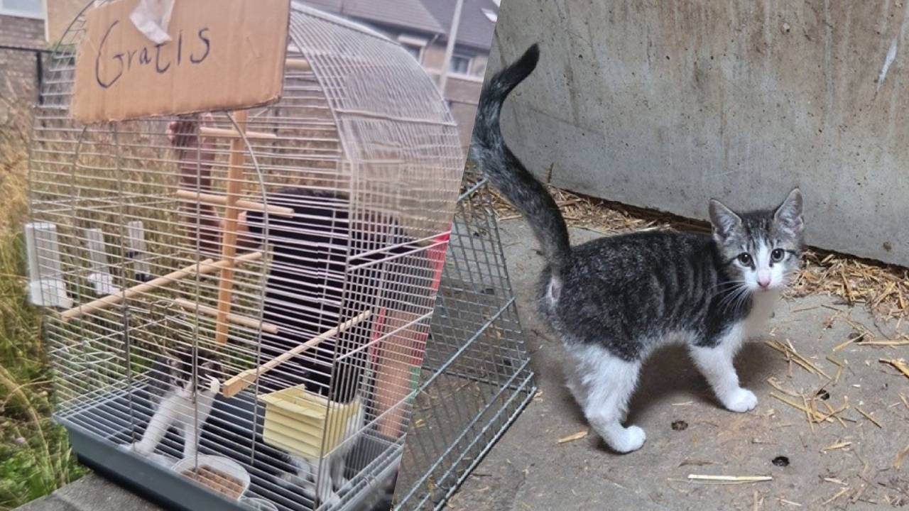 De katten werden gedumpt bij een skatepark in Deurne. (Foto: Instagram / politie_asten.)