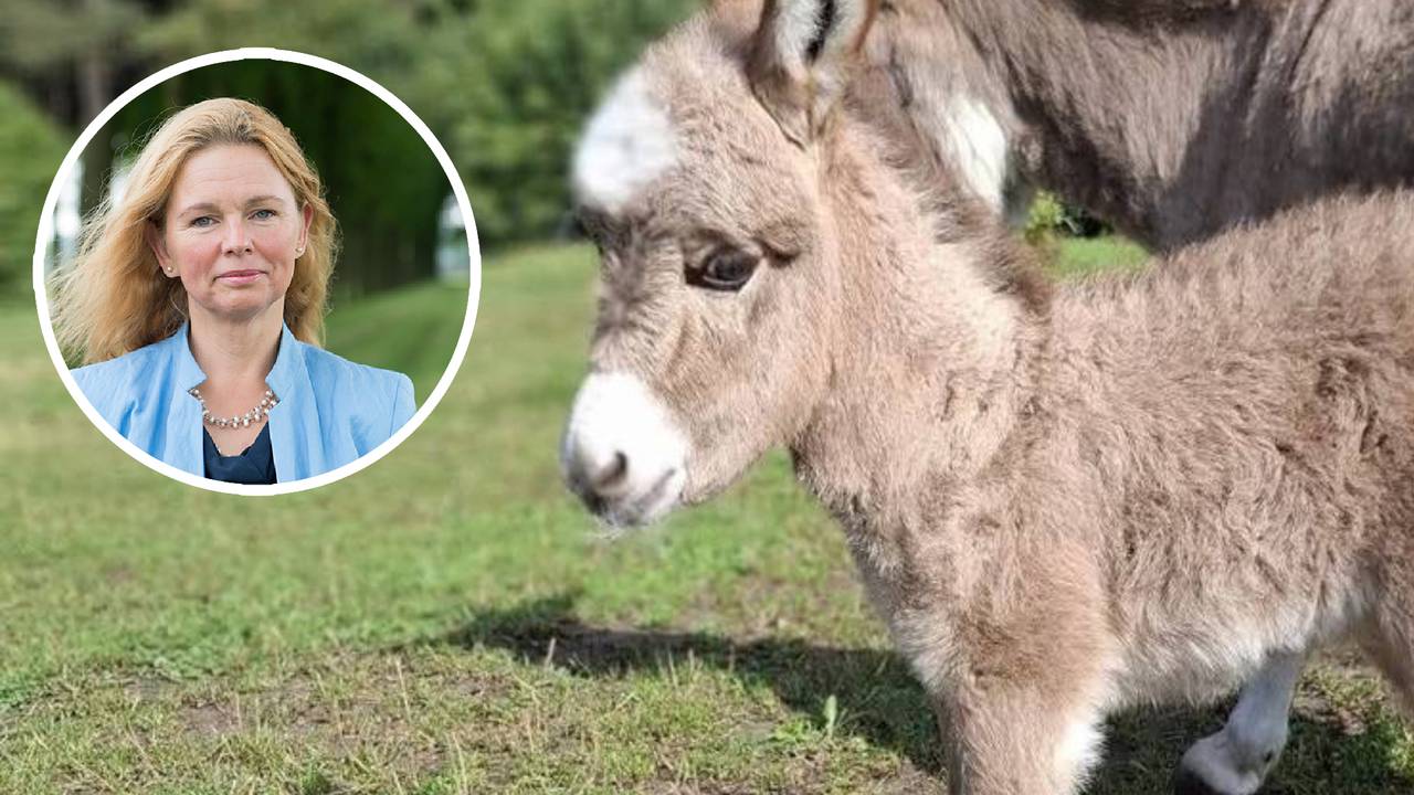 Psycholoog waarschuwt bij mishandeld en gedood ezeltje: 'dit is een rode vlag voor verder geweld'