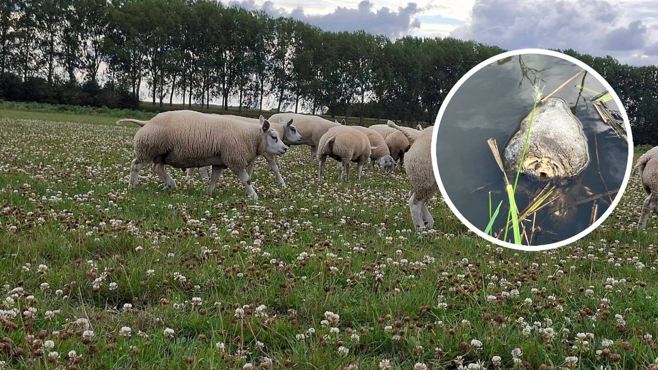 Vijf schapen gestolen uit weiland, eigenaar vindt hun koppen in de sloot