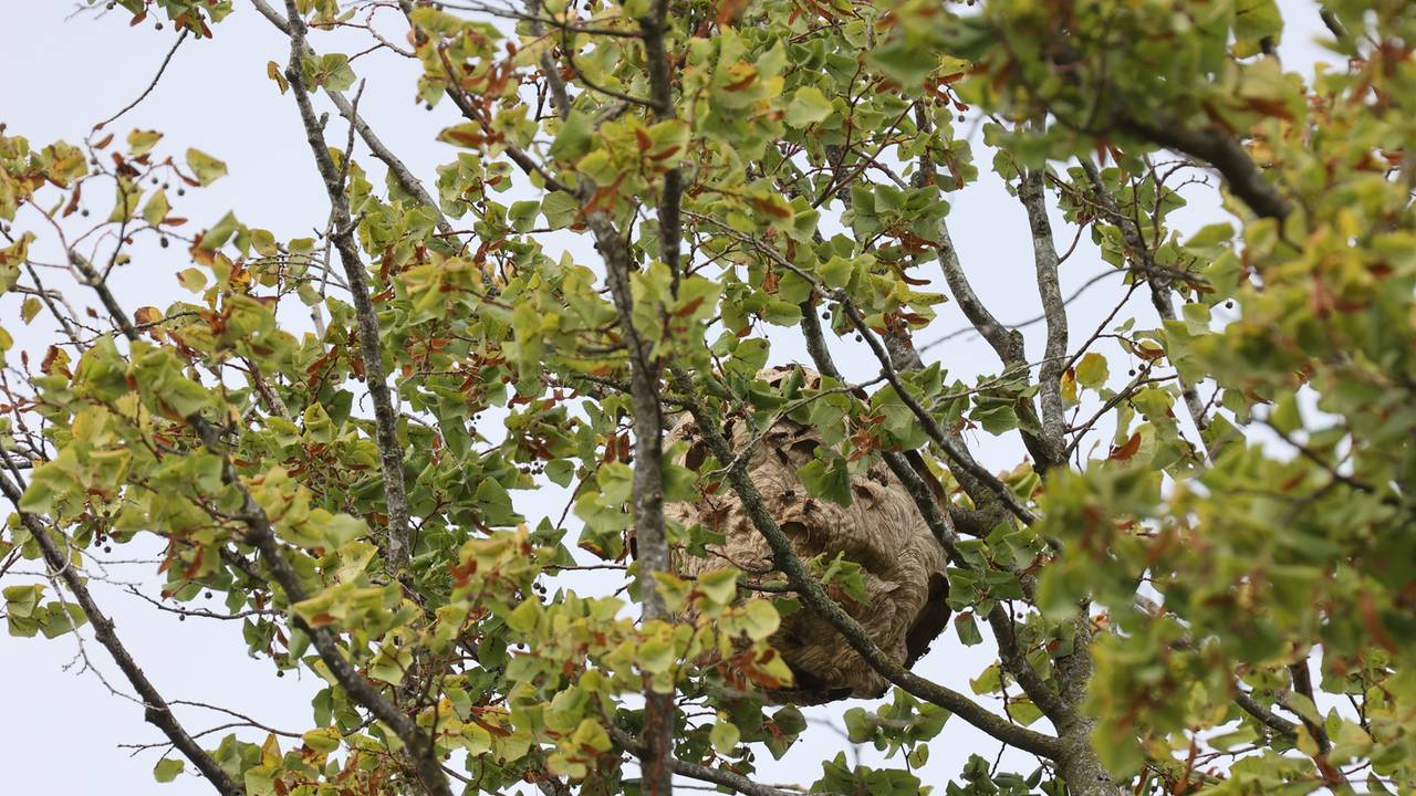Man springt uit hoogwerker na aanval door Aziatische hoornaars