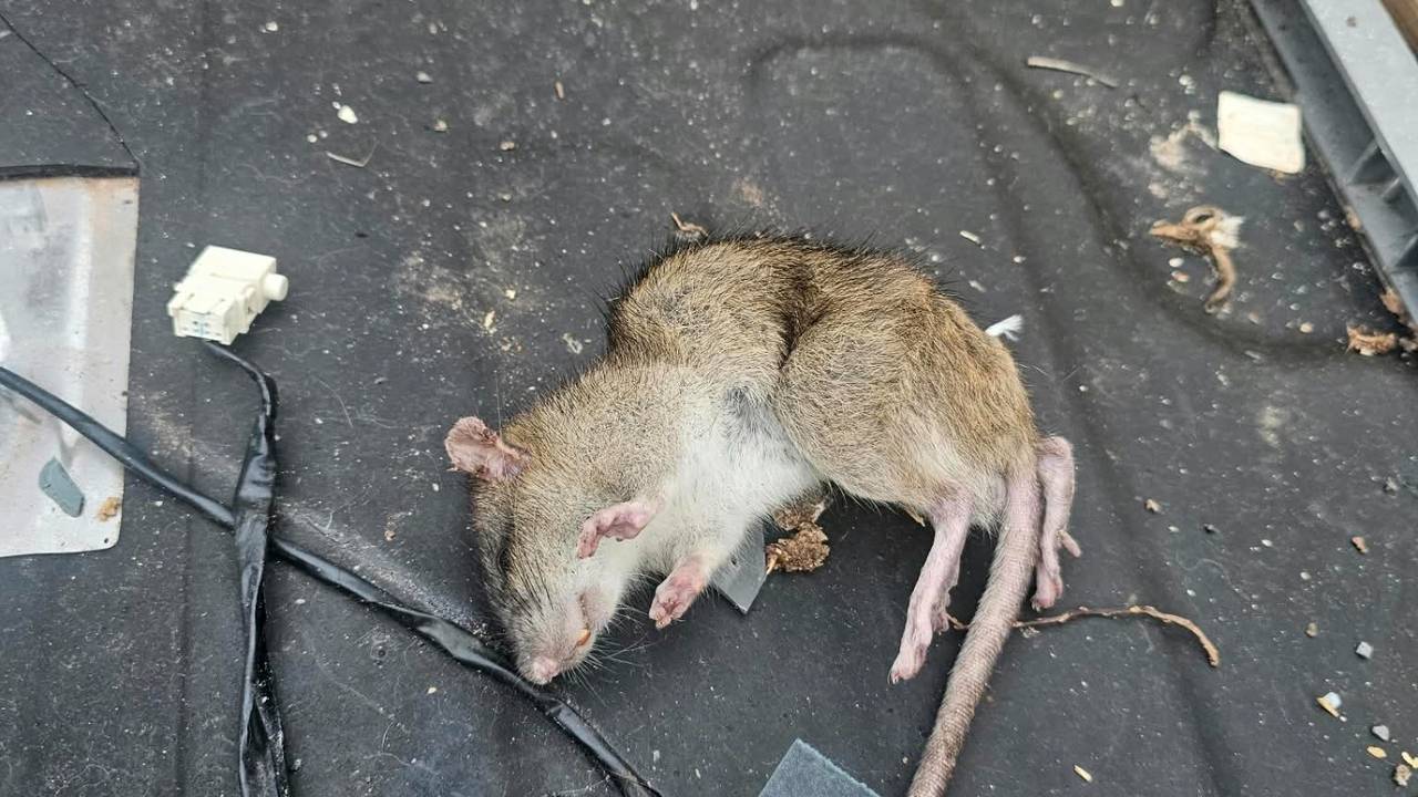 Ratten in Sint Willebrord (foto: Noël van Hooft)