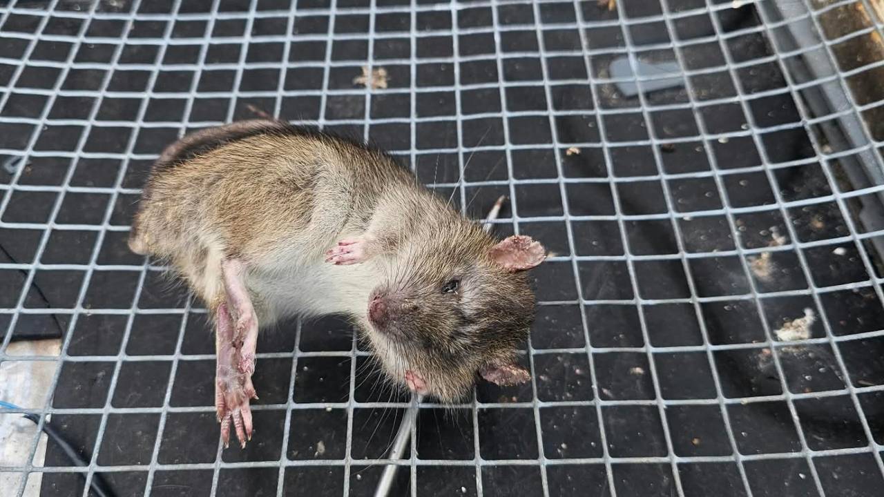 Ratten in Sint Willebrord (foto: Noël van Hooft)