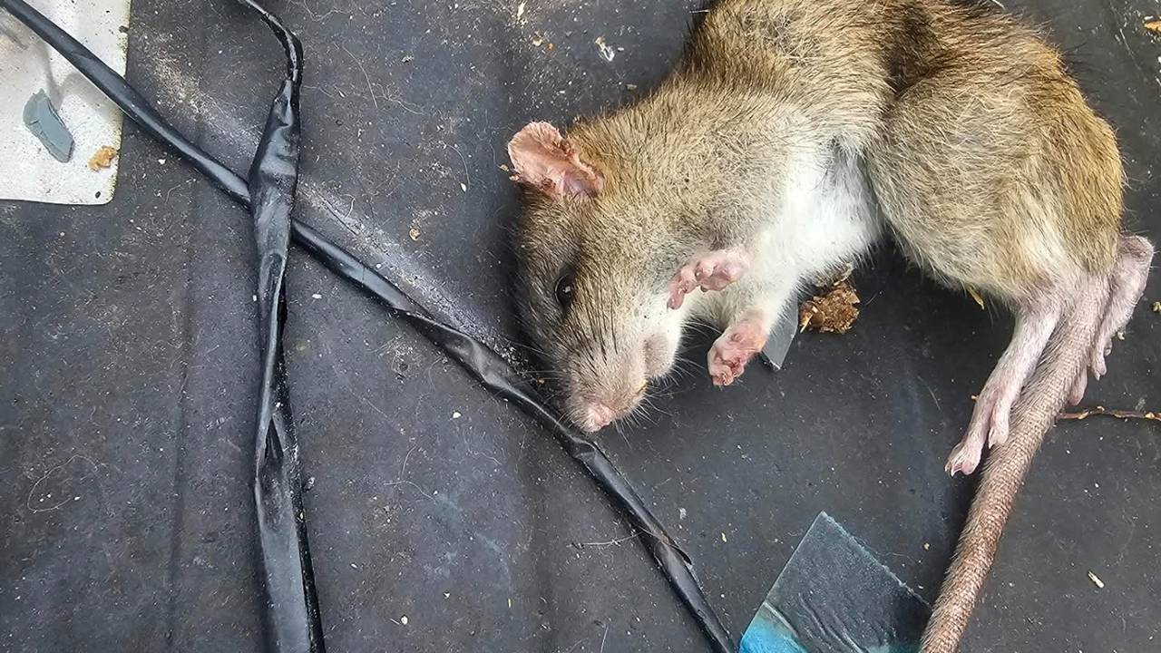 Ratten in Sint Willebrord (foto: Noël van Hooft)
