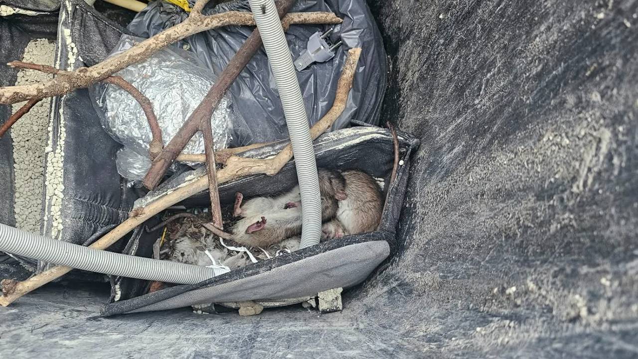 Ratten in Sint Willebrord (foto: Noël van Hooft)