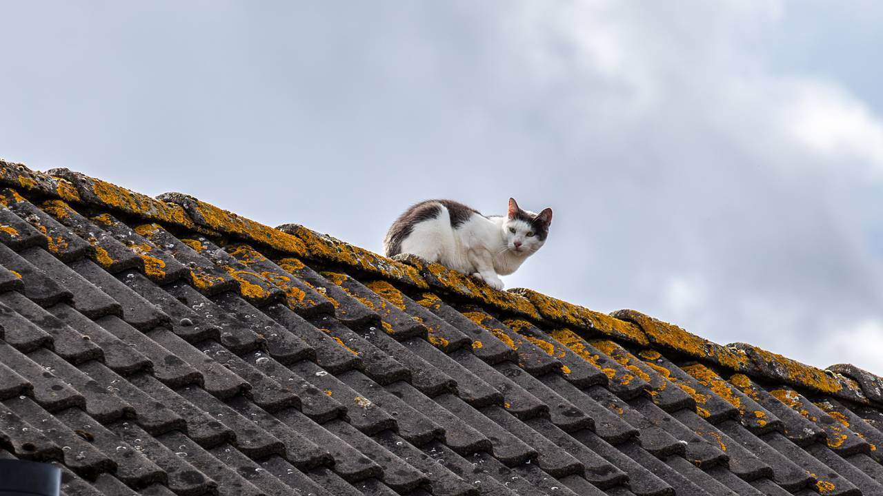 Kat zit vast op dak in Sint Willebrord, brandweer komt helpen