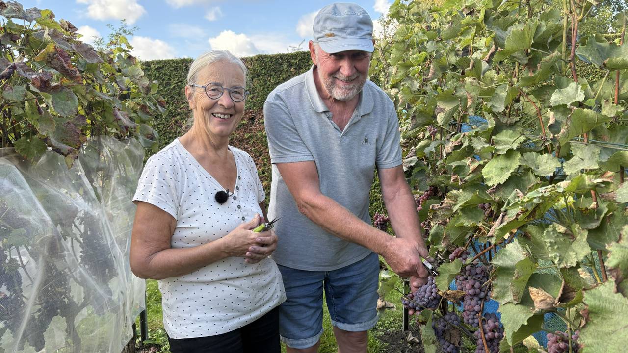 Wim en José Maas in hun wijngaard achter het huis in Eersel (foto: Karin Kamp).
