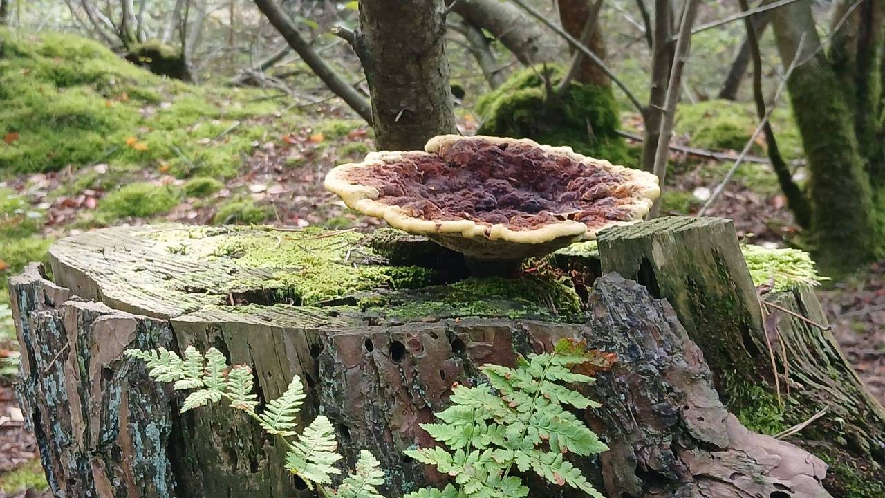 Een herfsttafereel in de omgeving van Geldrop (foto: Shyamen Bollen).