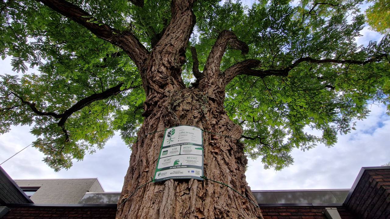 Opvallende posters vertellen verhaal van bomen (foto: Tom Berkers).