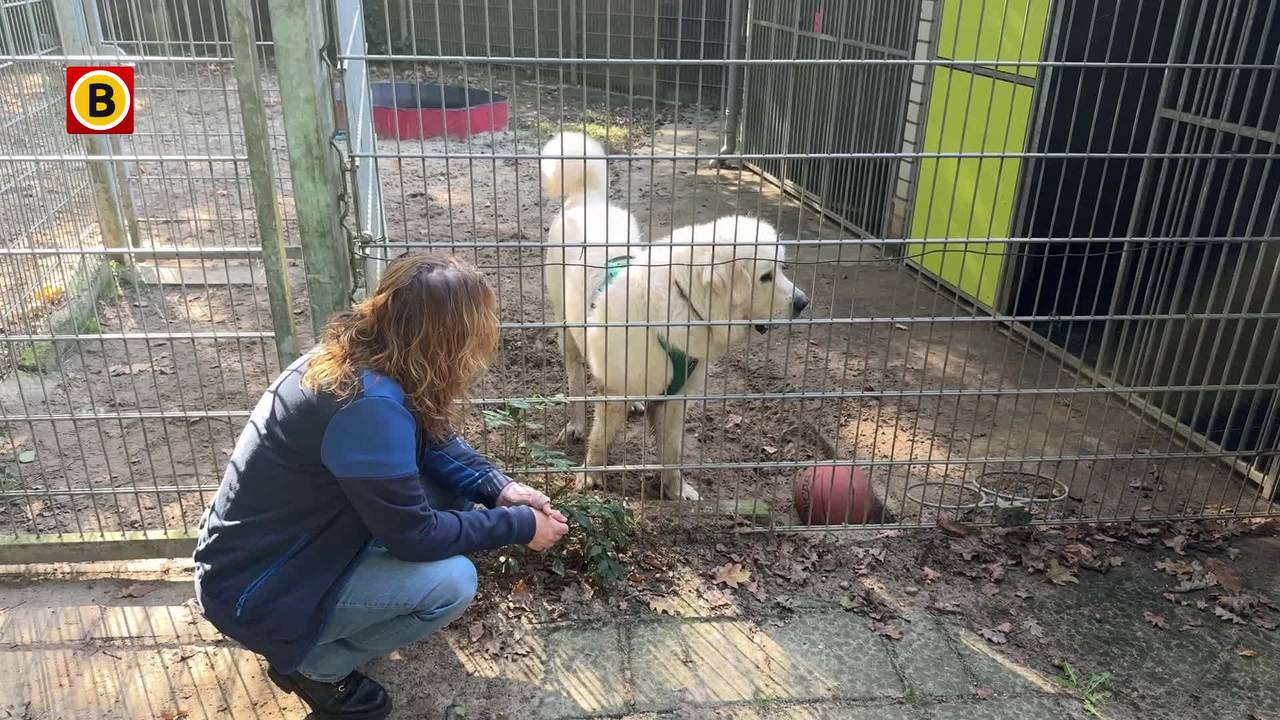 Loekie mag na jaar in hondenpension eindelijk op zoek naar nieuw baasje