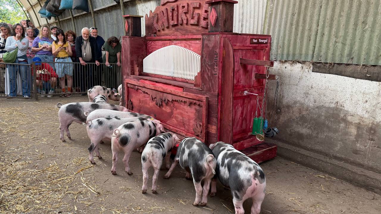 Varkens maken muziek met hun snuit op een knorgel