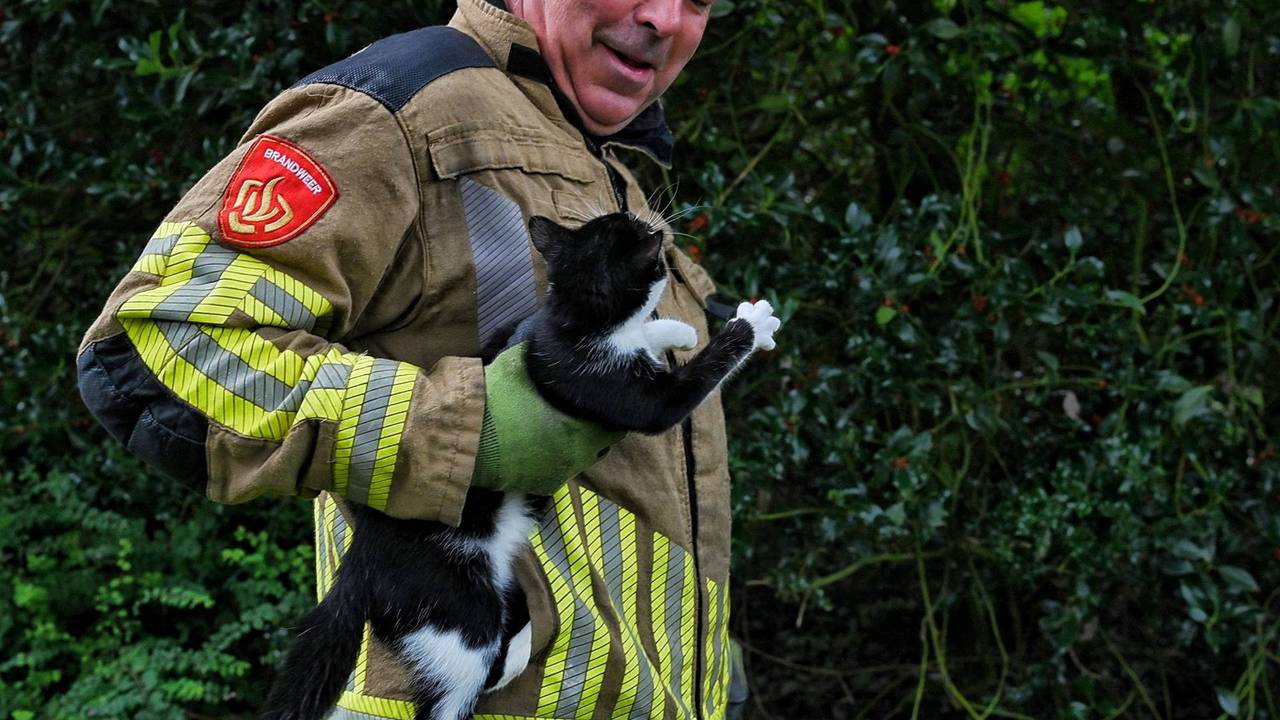 Katje Cleo durft niet meer uit boom in Moergestel, brandweer schiet te hulp