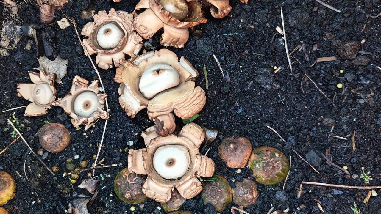 De plant bij Corey doet iets bijzonders wat je volgens Frans móet meemaken