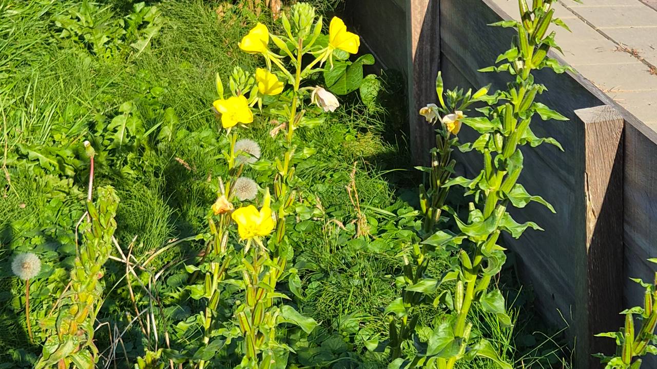 Grote teunisbloemen (foto: Corey Westerneng).