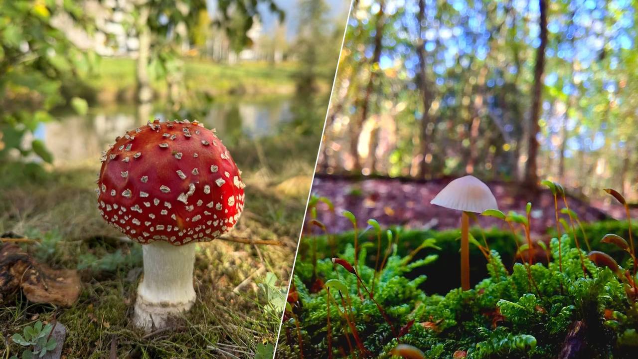 Ze schieten weer uit de grond: mooie paddenstoelen in Brabant