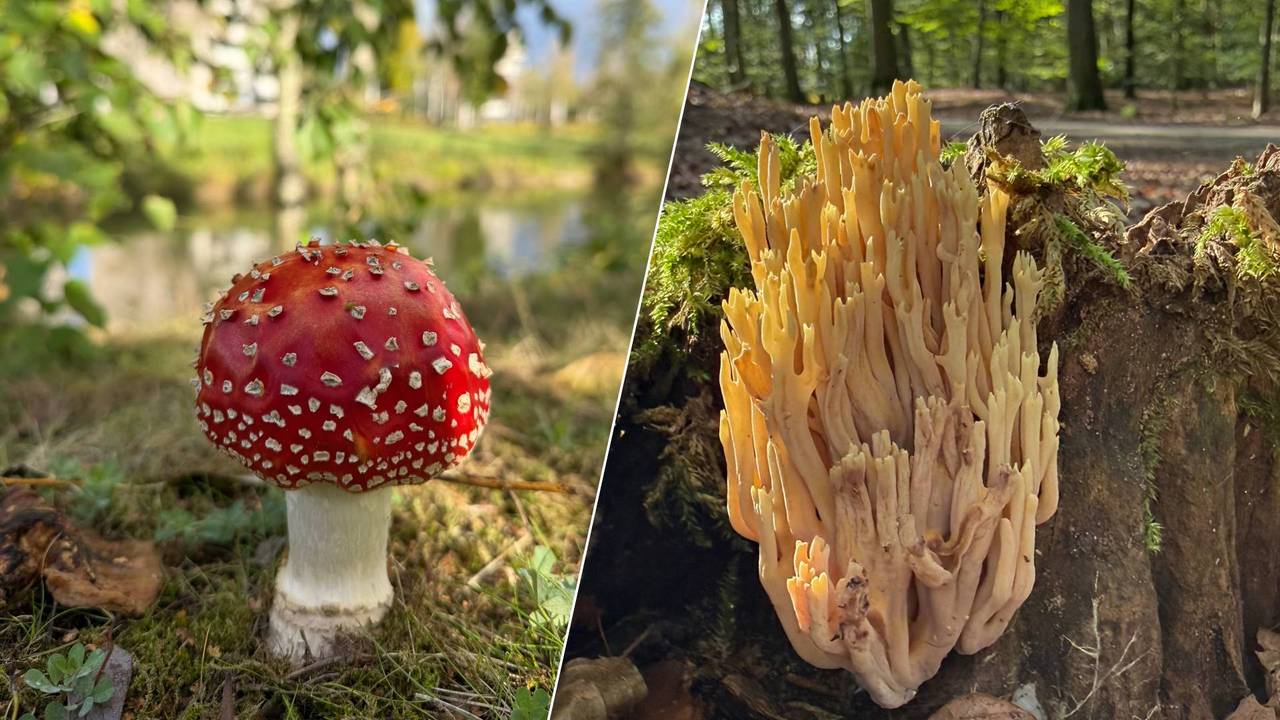 Paddenstoelen in Brabant (foto's: Patricia Besems/Jeanne van Gils).
