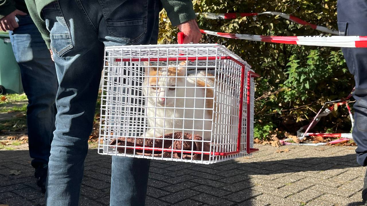 Een kat wordt zaterdag uit het huis gehaald (foto: Eva de Schipper / Omroep Brabant).