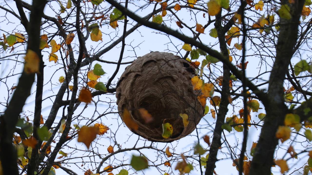 Hoornaarnest zo groot als skippybal beangstigt buurt in Helvoirt