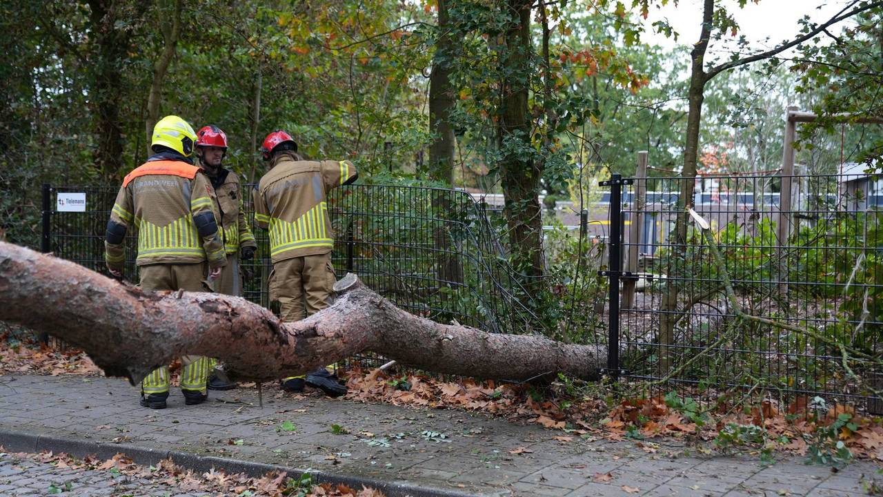 Boom op schoolplein in Rijen waait om