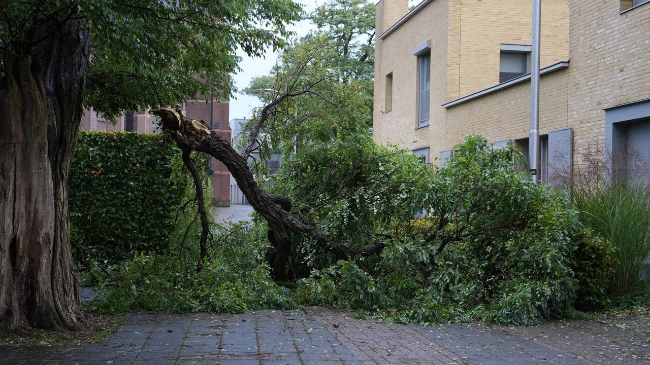 Boom breekt af bij ingang van begraafplaats in Rijen