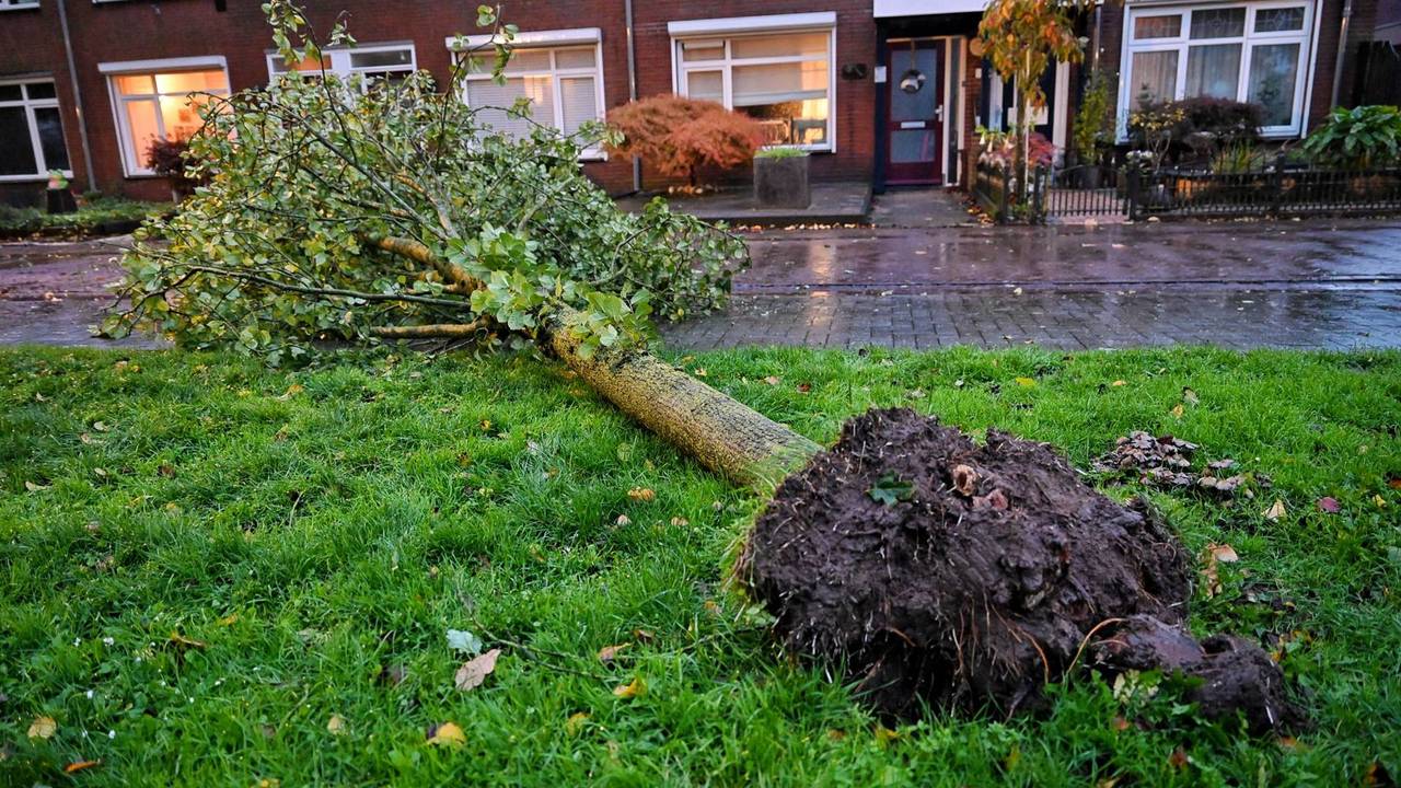 De hele kluit van de boom is losgekomen (foto: Toby de Kort / Persbureau Heitink).