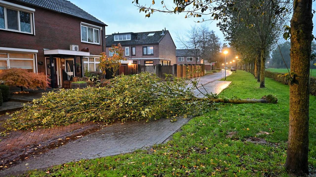 De boom versperd een groot deel van de weg (foto: Toby de Kort / Persbureau Heitink).
