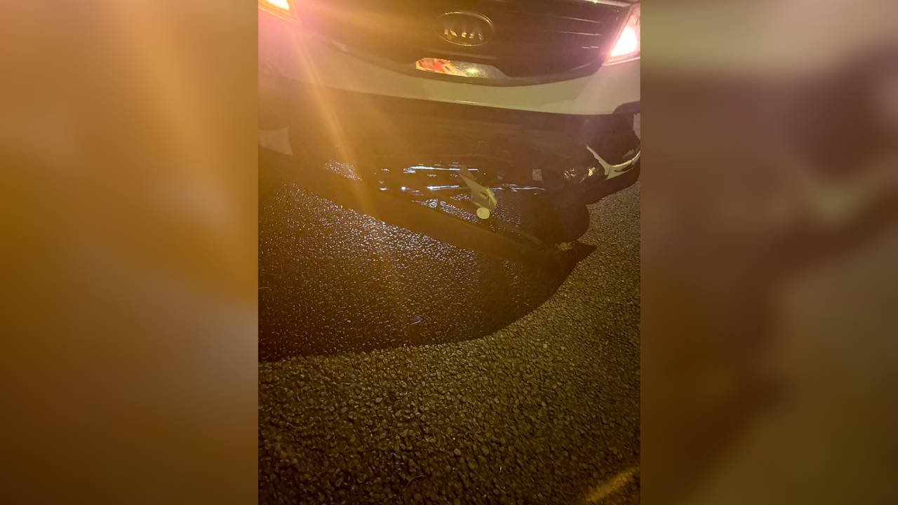 Hond aangereden op A58 (foto: weginspecteur Robert/X). 
