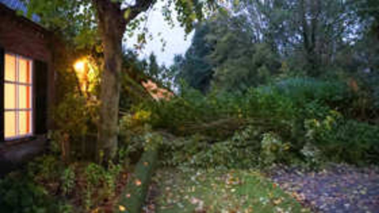 De boom is in tweeën gebroken (foto: Addy Smits / Persbureau Heitink).