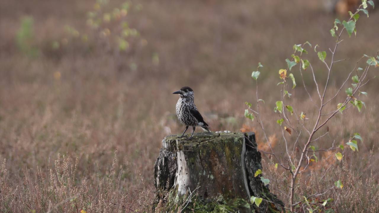 Siberische notenkraker vliegt rond in Brabant: 'Een diamant voor vogelaars'