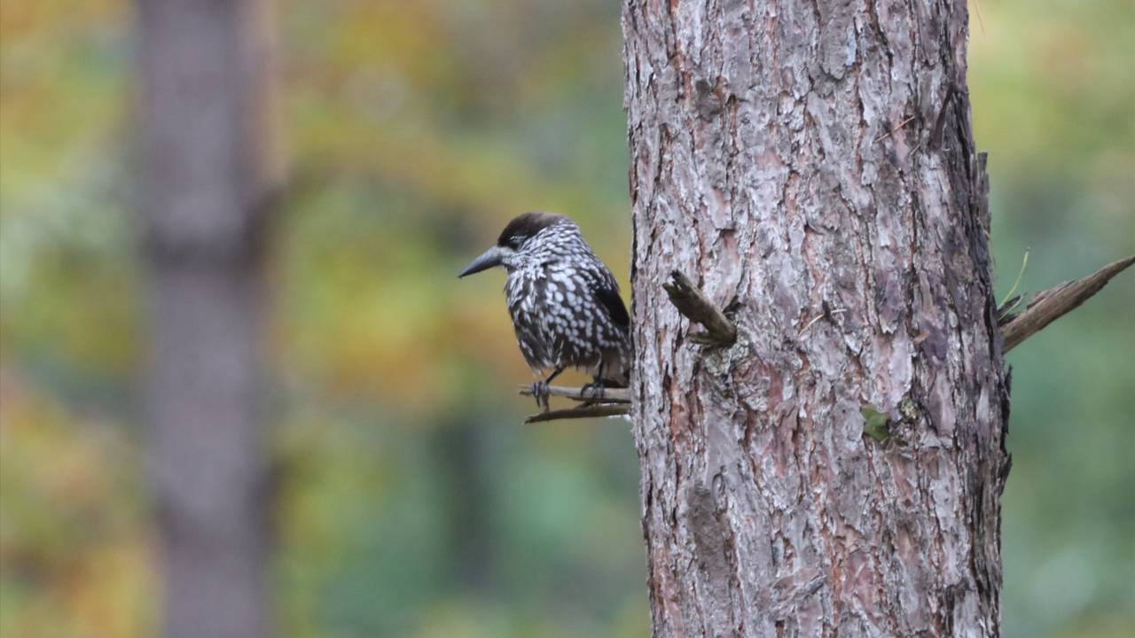 De notenkraker eet de vruchten van naaldbomen (foto: Sevda Deniz.).