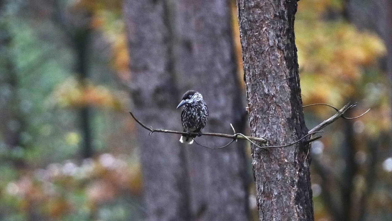 De notenkraker is familie van de ijsvogel (foto: Sevda Deniz.).