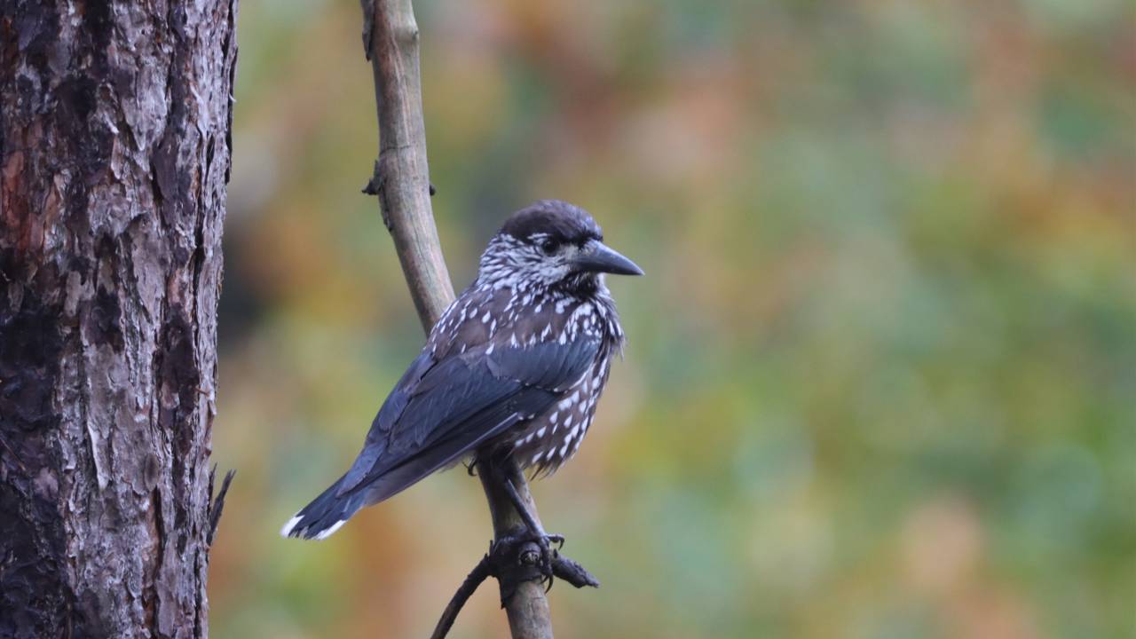 De notenkraker in de Brabantse natuur (foto: Sevda Deniz).