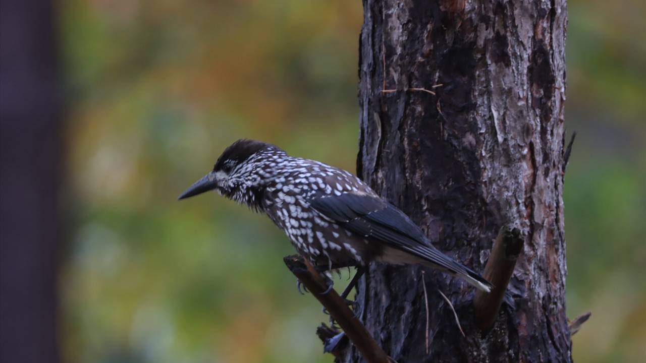 Voor vogelaars is de notenkraker een diamantje uit de vogelwereld (foto: Sevda Deniz.).