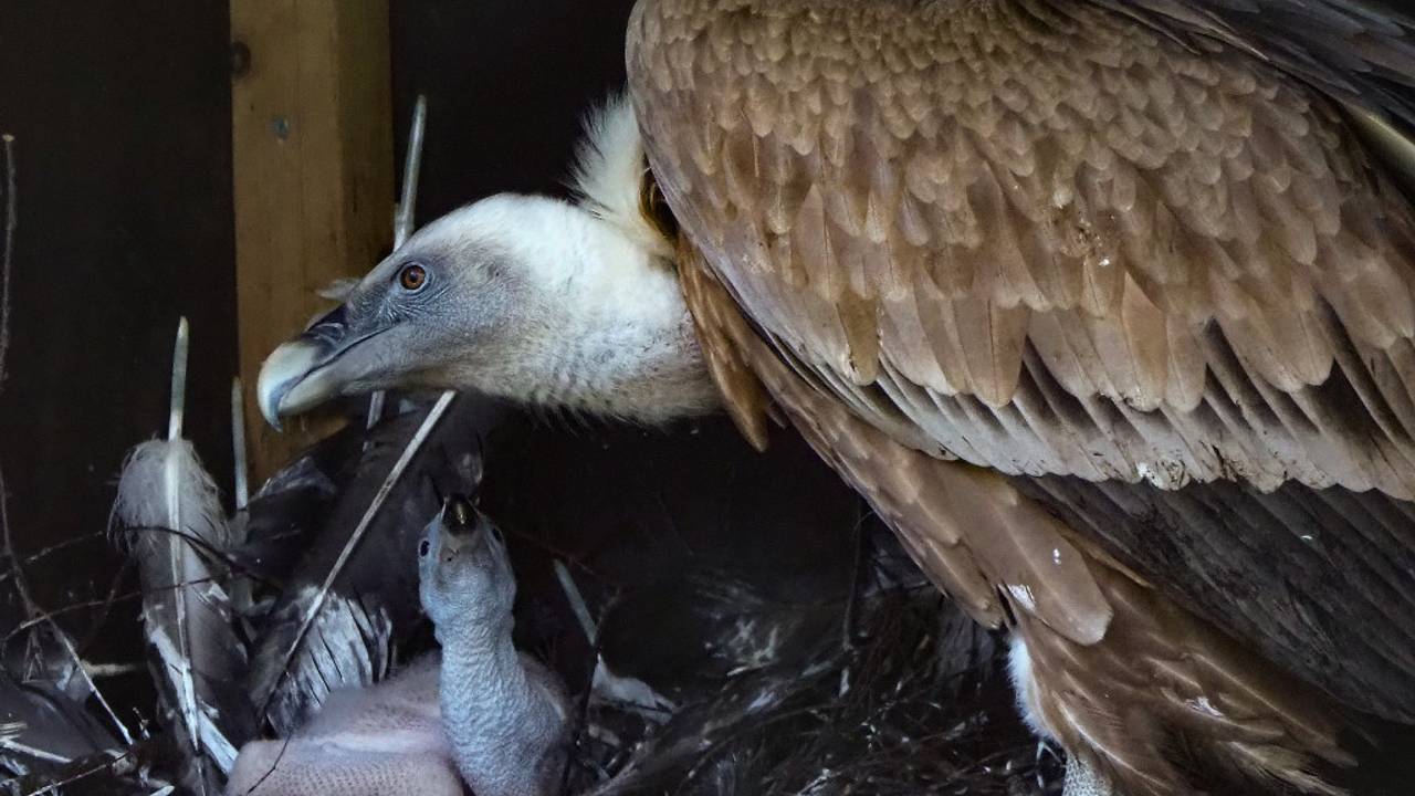 Jong en adoptiemoeder maken het goed (foto: Beekse Bergen).