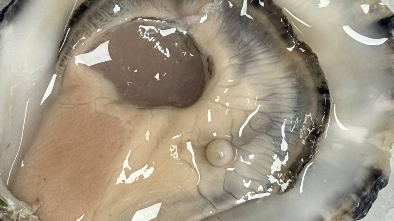 Parel gevonden in oester bij Brasserie Pastis in Rosmalen (foto: Omroep Brabant)