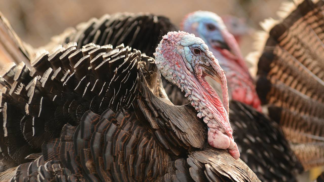 Kalkoenen (archieffoto: SXC). 