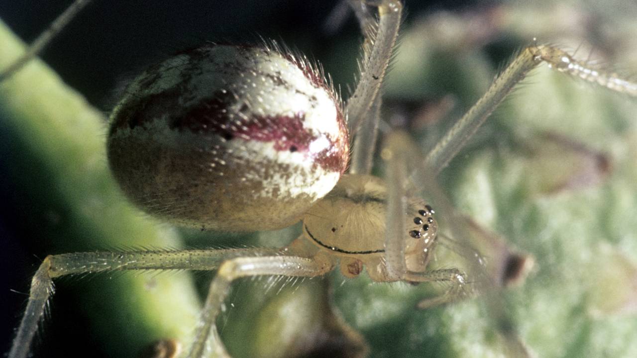 Piepkleine spin als echte vechtersbaas: een tandkaak (foto: ANP). 