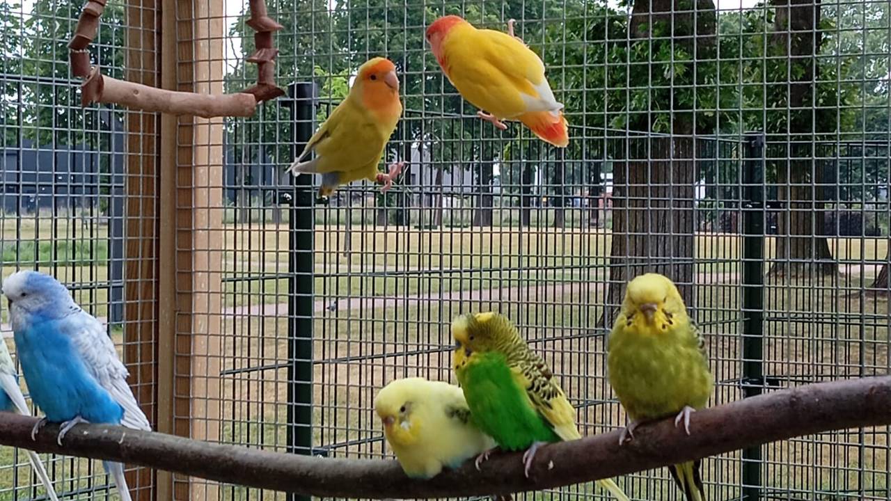 Een oude foto van de kooi met parkieten (foto: Dierenweide Vossenberg).