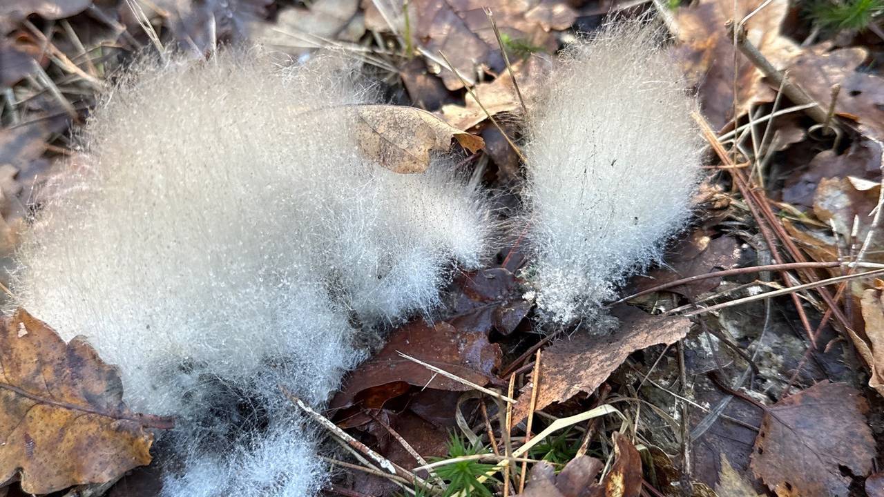 Lagere schimmel (foto: Anja Hulshoff).