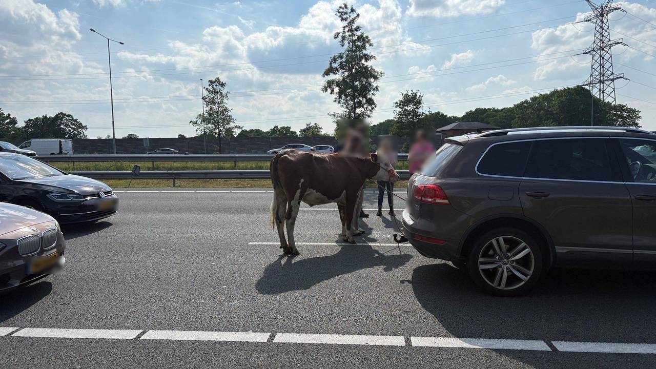 Koe gevangen op de A2 (foto: Rijkswaterstaat). 