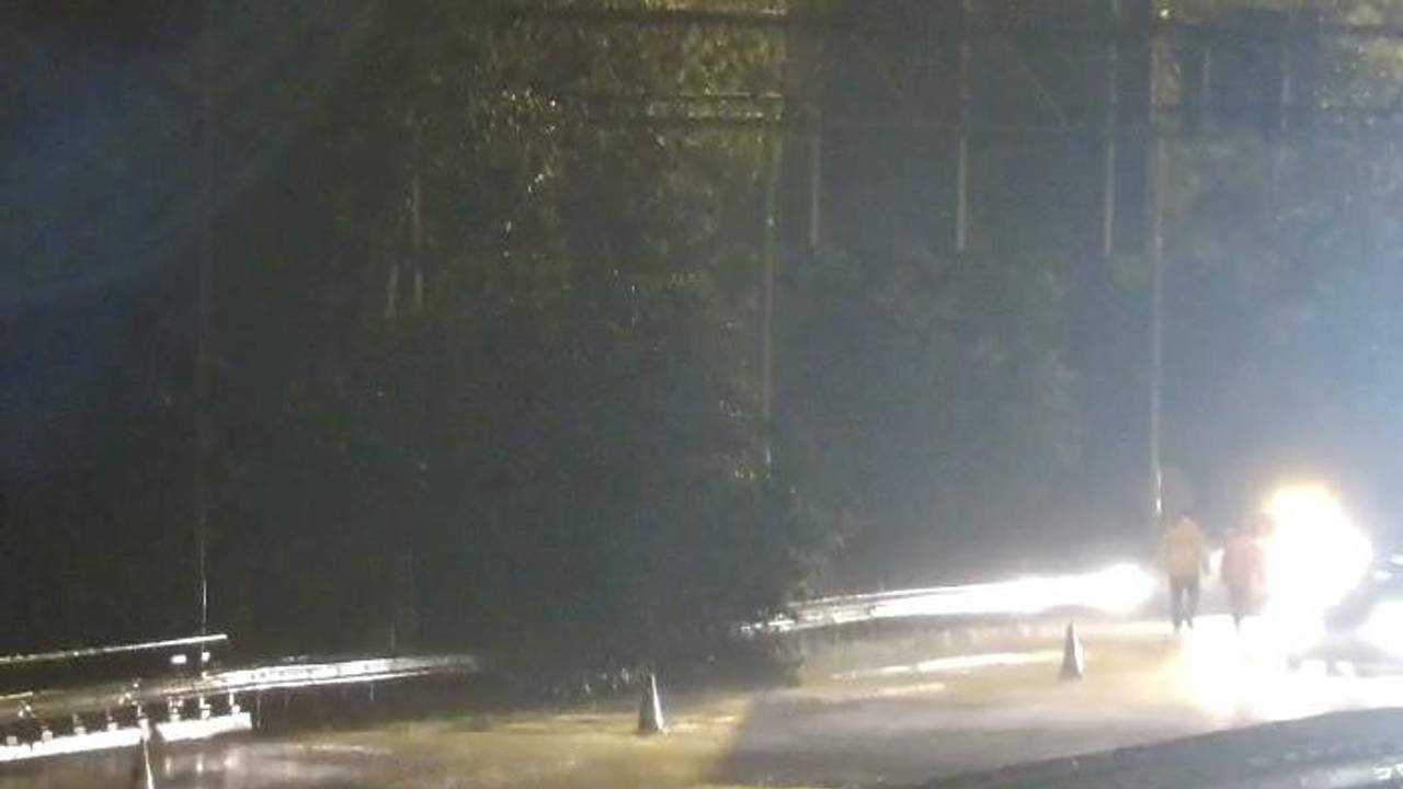 De boom hangt over de vluchtstrook (foto: Rijkswaterstaat).