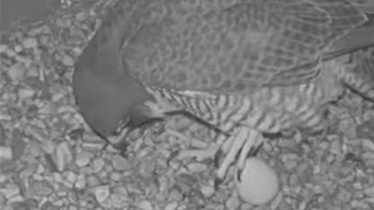 Slechtvalk met het ei (beeld: Provincie Noord-Brabant).