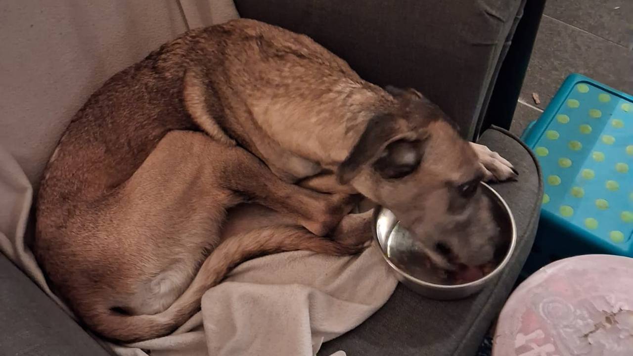 Nilla is weer thuis na een zwerftocht van 10 dagen in Tilburg (foto: Hondenzoekteam Tilburg).