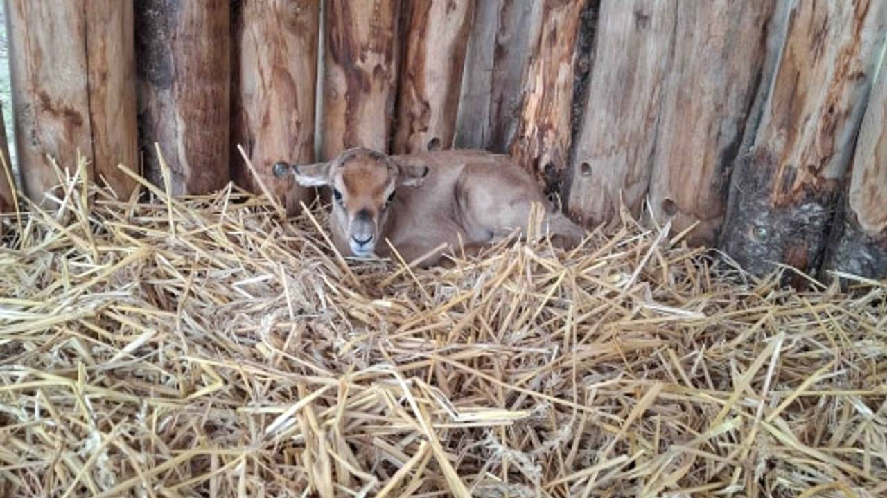 De mhorgazelle-kalf is afgelopen week geboren in ZooParc Overloon (foto: ZooParc Overloon).