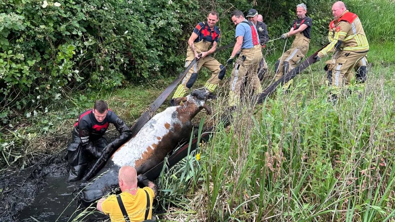 De brandweer trekt een koe uit een sloot in Breda (foto: Facebook Brandweer Terheijden)
