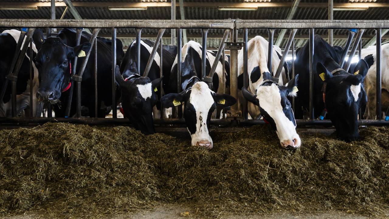 Een veehouderij ter illustratie. (Foto: ANP / Remko de Waal.)