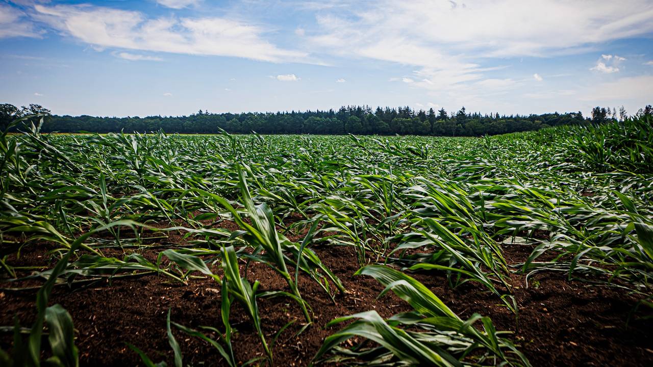 Ook op een ander veld in Son en Breugel is het raak (Jordi de Bruijn / SQ Vision).