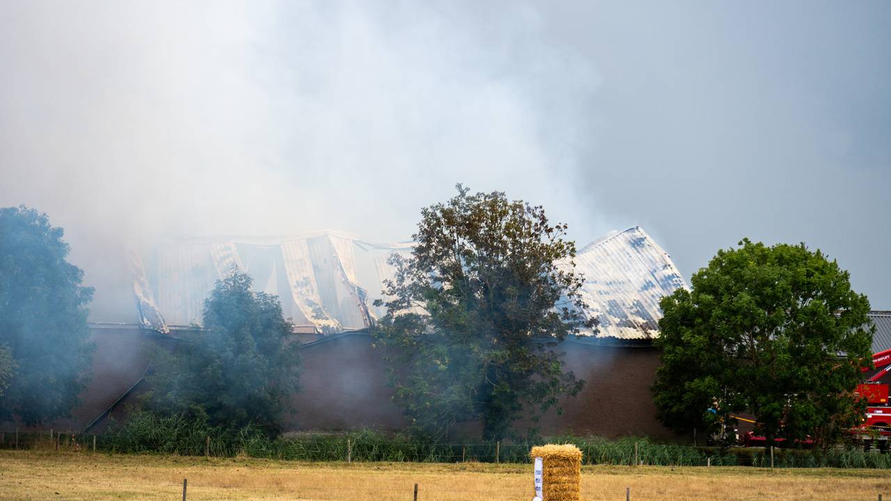 In de stal staan stieren (foto: Tom van der Put / Persbureau Heitink).