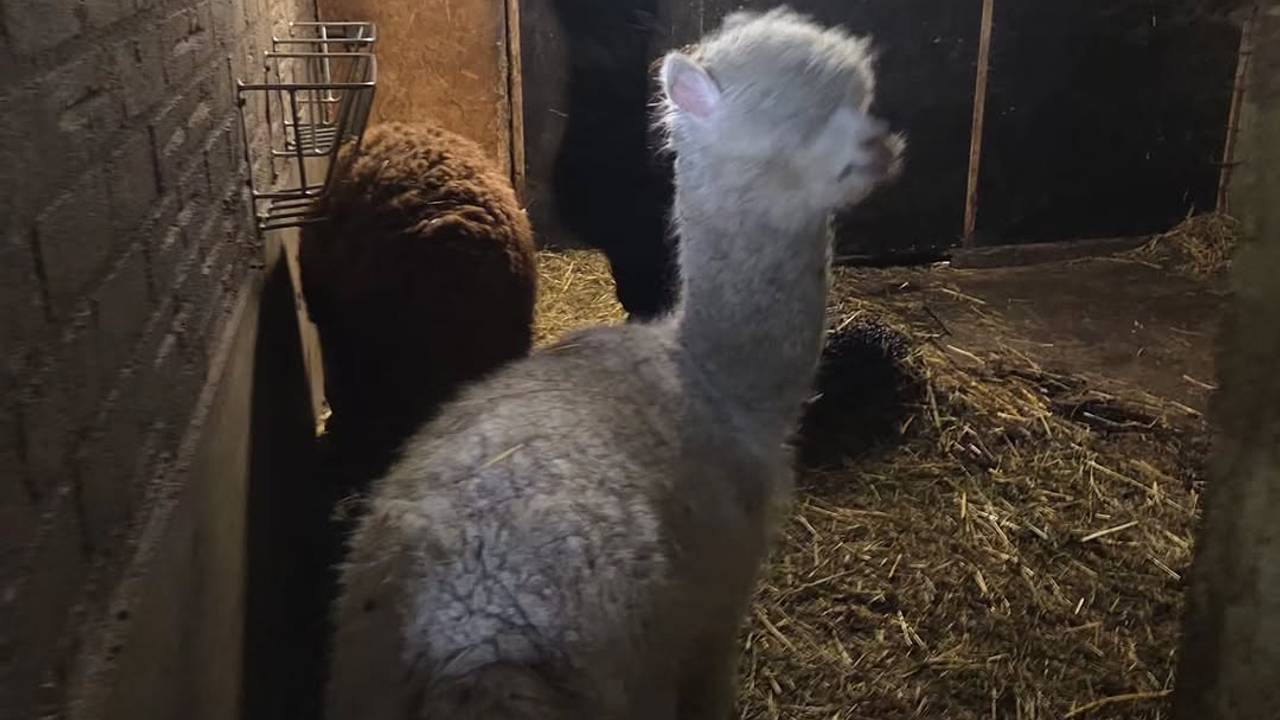 Onder de dieren waren ook een aantal alpaca's (foto: Politie Roosendaal).